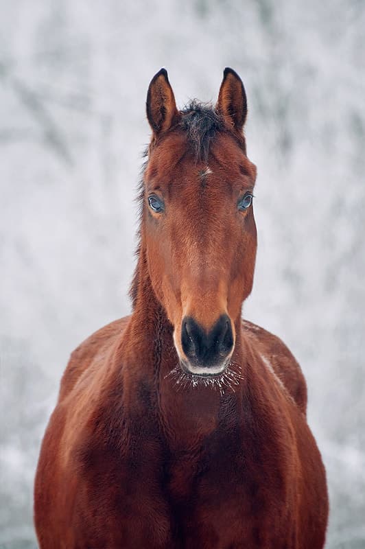Jong paard