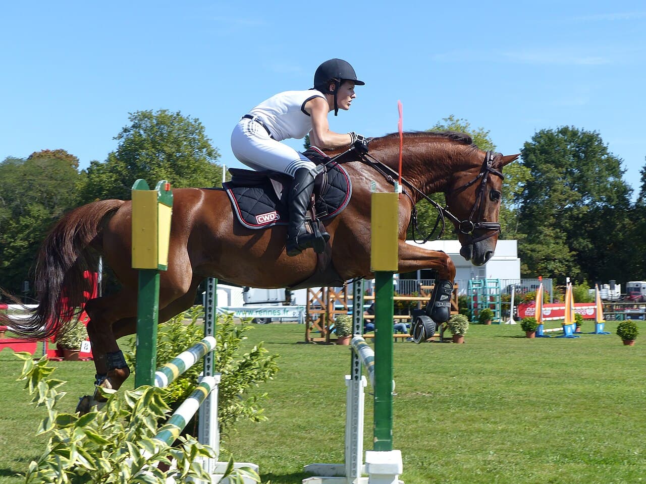 Springpaard over een hindernis