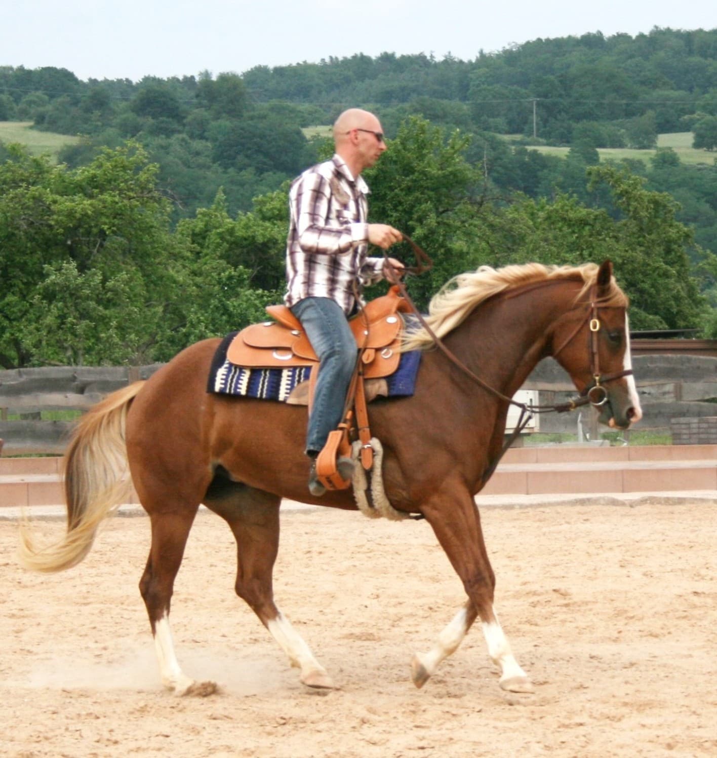 Westernpaard in de bak